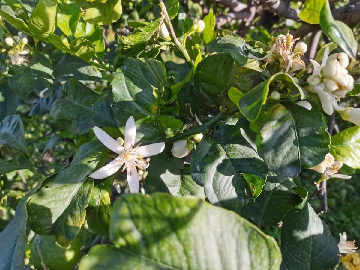 Profumo Di Zagara Acireale Villa Luaran gambar