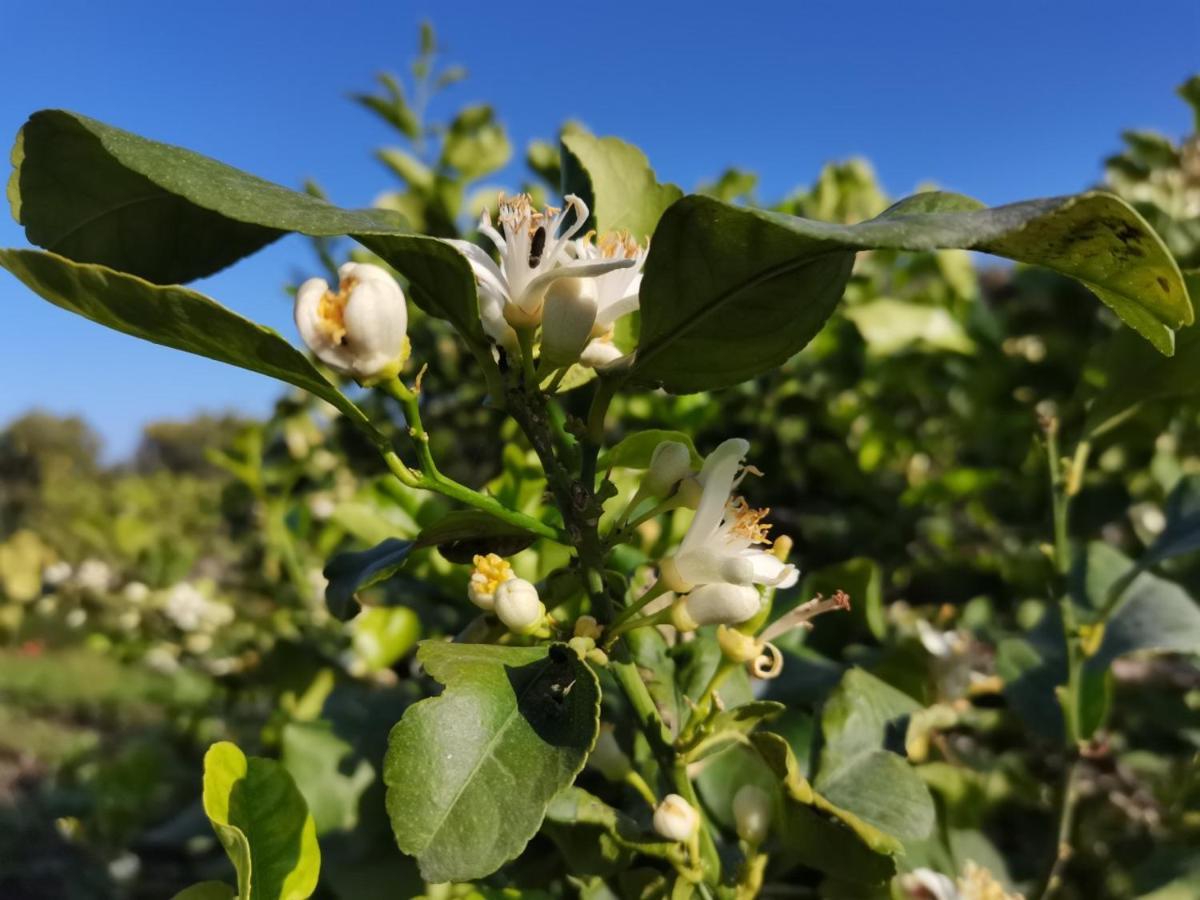 Profumo Di Zagara Acireale Villa Luaran gambar