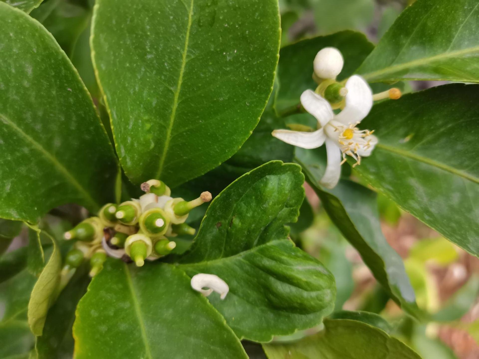 Profumo Di Zagara Acireale Villa Luaran gambar